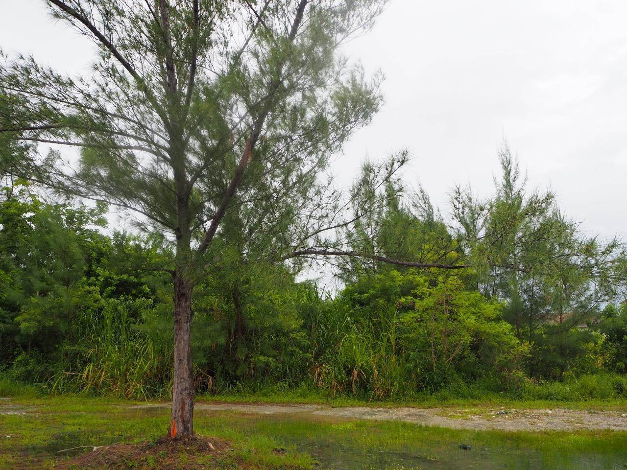 Land for Sale at Cowpen Road, Nassau and Paradise Island Bahamas